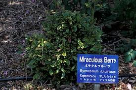 Image result for Synsepalum muelleri