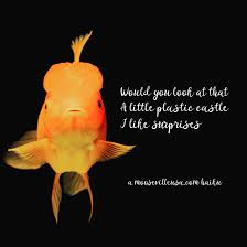 To Be A Goldfish 10 16 18 Haiku Poem Poems Poetry Writing Amwriting Goldfish Fish Pet Haiku