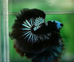 Betta Fish Facts Betta Fish Care A Betta Fish Must Read Betta Fish Tank Betta Fish Betta