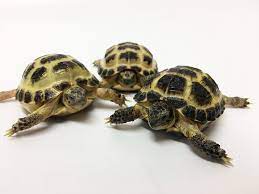 Horsefield Tortoise Blackpool Reptiles Aquatics