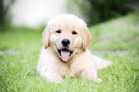 When a litter of puppies is born at golden rule, we are right by mom's side. 15 Bebes Golden Retriever Qui Vont Vous Faire Fondre Retriever Puppy Dogs Golden Retriever Golden Retriever Baby