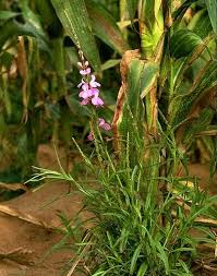 Image result for Striga