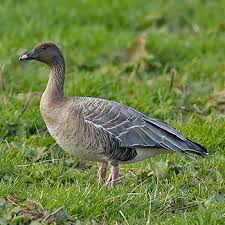 Birdfinders Birdwatching Holidays Isles Of Scilly