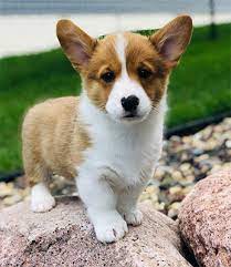 While the cardigan welsh corgi and the pembroke welsh corgi appear similar, they are in fact two distinct breeds that developed separately centuries these puppies are not purebred, are not eligible to be registered in the akc stud book and cannot compete in akc conformation or herding events. Corgis For Adoption Mn