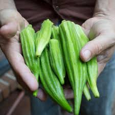Having ladies' fingers (okra) in our daily diets improves heart health, controls blood sugar, and benefits pregnant women. Okra Seeds Lady Finger Seeds Shopee Philippines