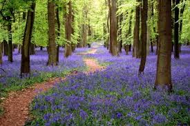 Ashridge Woods Berkshire England Wild Bluebell Gardens Of The World Bluebells