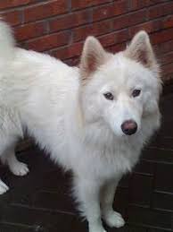 Find german shepherd dog puppies for sale and dogs for adoption near you in green bay, kenosha, madison, milwaukee or wisconsin. What Will Be The Result Of Mating A Husky With A German Shepherd Quora
