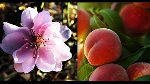 I need a simple recipe for a. How To Plant A Peach Tree Youtube