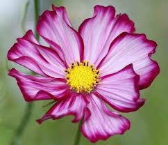 Cosmos 39 Candy Stripe 39 Tattoos And Tattoo Inspiration Pinterest Cosmos Flowers Flower Pictures Flower Painting