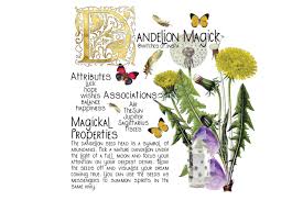 We did not find results for: The Amazing Magickal Properties Of Dandelion Wicca Now Everything You Need To Know About Wicca