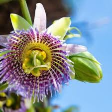 Image result for Passiflora vitifolia