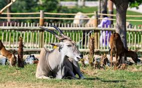 هل سفاري دبي مفتوحة نعم رقم حديقة سفاري دبي مواعيد Dubai Safari Park