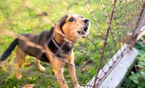 We did not find results for: My Dog Barks At People Constantly How Do I Get Him To Stop