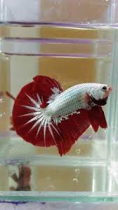 Macammacam Warna Ikan Cupang Hias Halfmoon Plakat Giant Dll Binatang Peliharaan Betta Fish Tank Betta Fish Betta