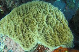 Image result for Isolepis costata