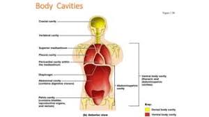 Understanding Directional Terms, Planes, And Body Cavities: A | Course Hero