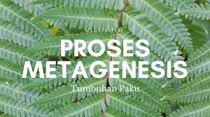 Tumbuhan paku dan protalium c. Mempelajari Proses Metagenesis Tumbuhan Paku Kelas Pintar
