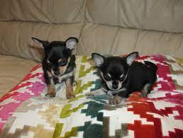 Check spelling or type a new query. Black And Tan Chihuahua Puppies For Sale Petsidi