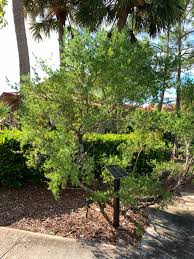 Image result for Suriana maritima