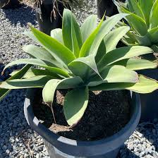 Image result for Agave attenuata