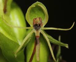 Image result for Habenaria tentaculigera