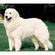 Our puppies are available to select homes with limited registration and a five generation pedigree. Maremma Sheepdog Puppies For Sale From Reputable Dog Breeders