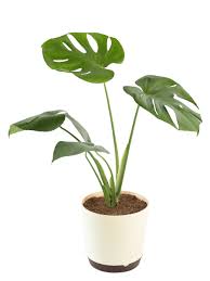 The monster part is likely because of its huge, glossy leaves. Monstera Deliciosa Plant Buy Monstera Deliciosa Plant Online At Best Price In India Ugaoo Com