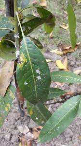 The avocado red mite, oligonychus yothersi, (figures 14 and 15) is a common pest of mango in florida. Mango Diseases And Pests Description Uses Propagation