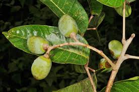 Image result for Burseraceae