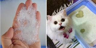 Kristal Kedi Kumu Hakkinda 14 Patiliyo Com