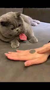 Copy Cat Smart Cat What Do You Think Guys Cat Cats Catsofinstagram Of Catstagram An Immersive Guide By Mohib