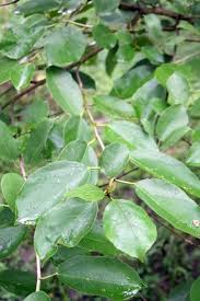 Image result for Ficus exasperata