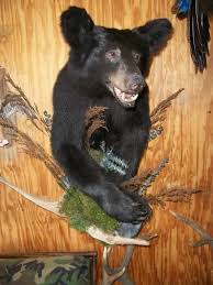 Black Bear Half Mount Black Bear Half Mount Black Bear Bear Bear Mounts