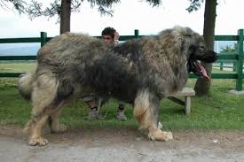 caucasian shepherd caucasian mountain dog caucasian shepherd dog massive dogs