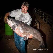East Tennessee Man Catches Near Record Breaking Catfish Wbir Com