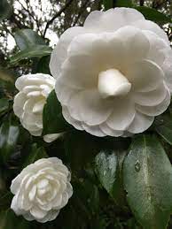 Pin On Bellingrath Blooms
