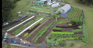 1 4 Acre Organic Market Garden Raising 8 000 Kg A Season Organic Market Permaculture Market Garden