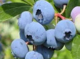 Yaban mersini birçok sağlık sorununa karşı kullanılan şifa deposu bir meyvedir. Yaban Mersini Faydalari Ibrahim Saracoglu Sifali Bitkilerim