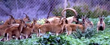 Poster session iii (friday, november 4). The Origin And Genetic Status Of Insular Caprines In The Eastern Mediterranean A Case Study Of Free Ranging Goats Capra Aegagrus Cretica On Crete Springerlink