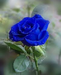 27 Tumblr Rose Flower Wallpaper Beautiful Flowers Wallpapers Flowers