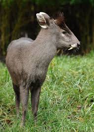 20 Strange Animals You Didn T Know Existed Unusual Animals Weird Animals Deer Like Animals