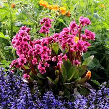 Image result for Bergia polyantha