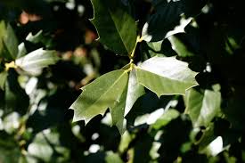 Maybe you would like to learn more about one of these? What Is Oak Leaf Holly Growing Oak Leaf Hollies In The Landscape