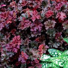 Heuchera Purple Petticoats Terra Nova Nurseries Inc I recently came across a purple petticoats heuchera at the garden center and couldn't resist bringing it home with me. heuchera purple petticoats terra