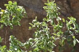 Image result for Barleria randii