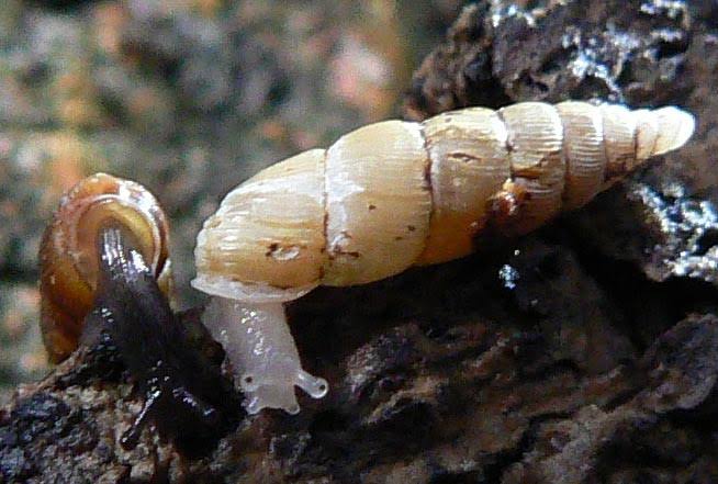 Mga resulta ng larawan para sa albinotic land snail Pseudofusulus varians"
