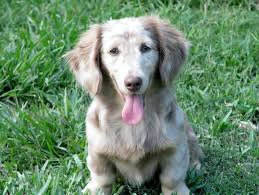 Meadow Isabella Cream Long Haired Mini Dachshund Dachshund Breed Doxie Puppies Miniature Dachshund Breeders