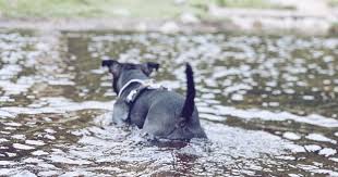 Pin On Staffordshire Bull Terriers