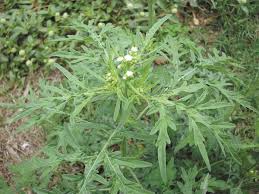 Image result for Parthenium