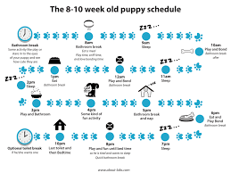 Bringing home a new puppy is incredibly similar to bringing home a new baby. Puppy Schedule 8 10 Weeks Puppy Schedule Boxer Puppy House Training Puppies